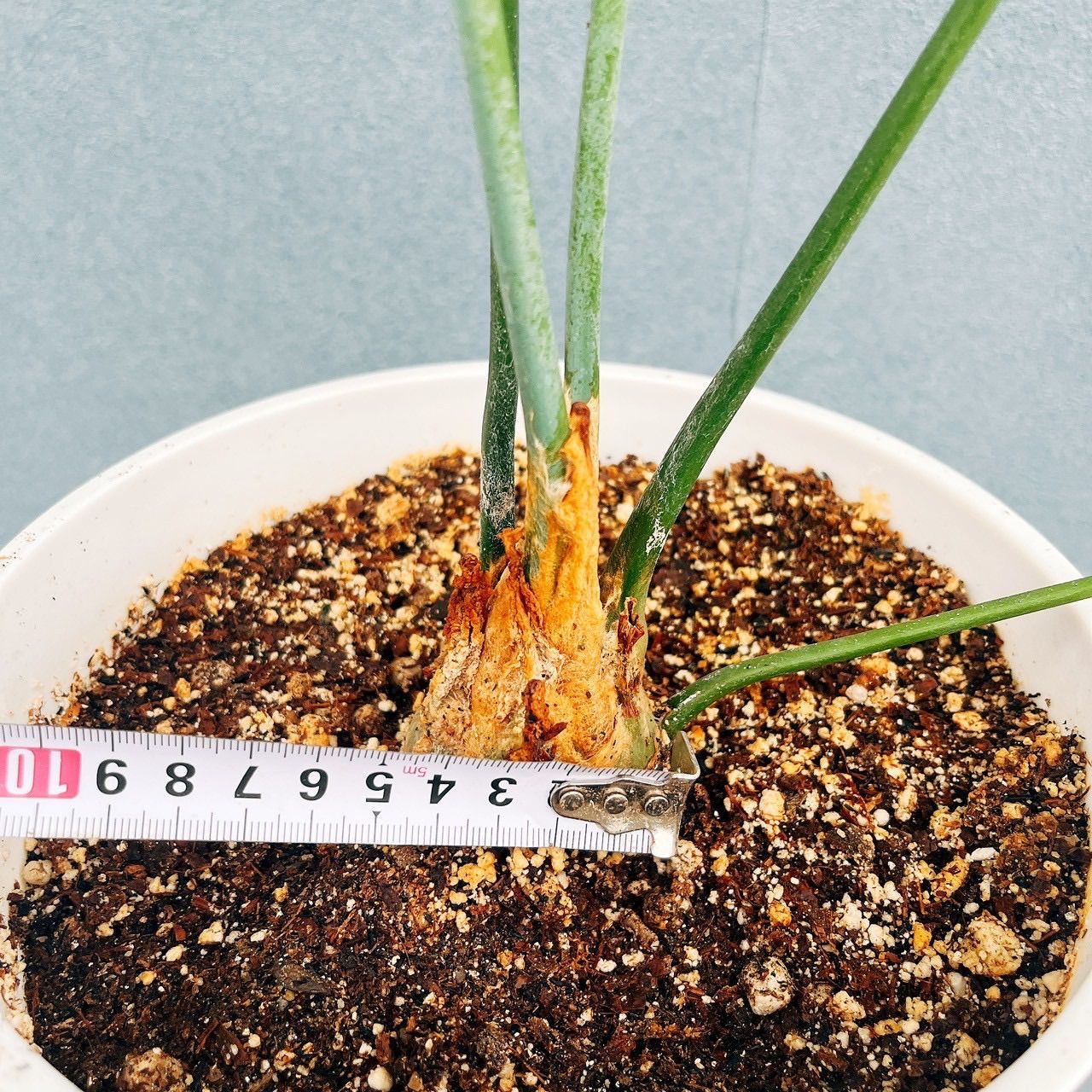 現品］【希少】ディオーンスピヌロスム 7号 観葉植物 レア メキシコ