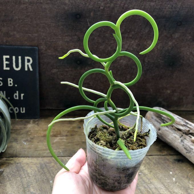 ポットごと パピリオナンセ オリンピックリングス Papilionanthe Olympic Rings WWW_GEBZETESISAT_COM_TR