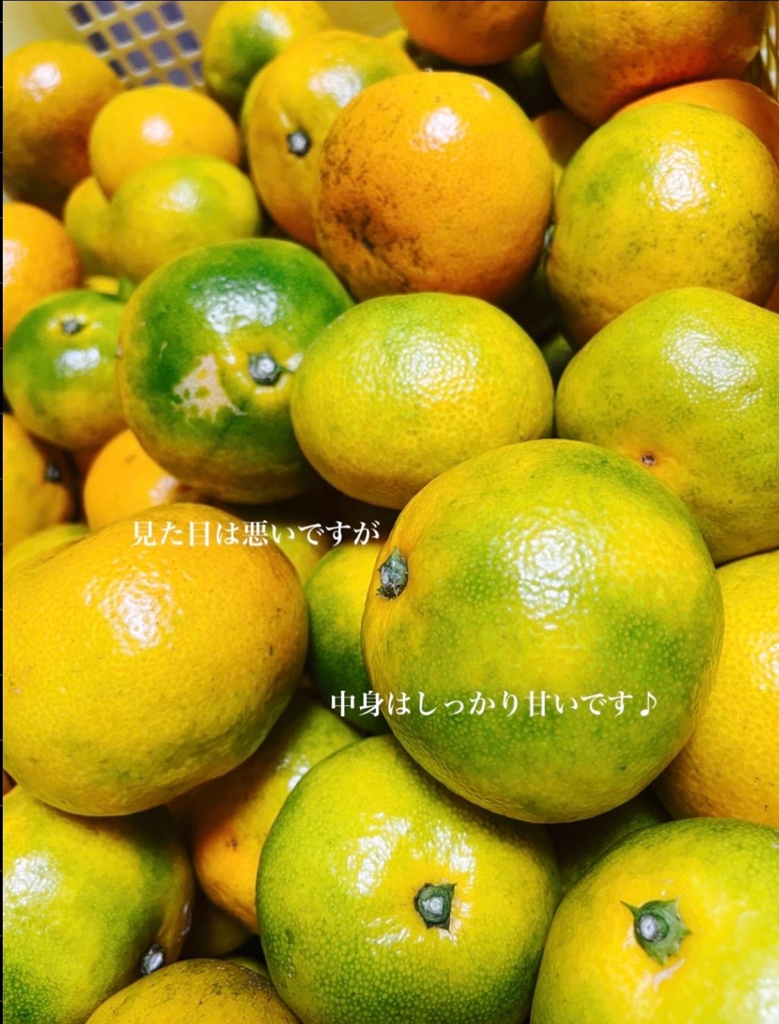 のサムネイル