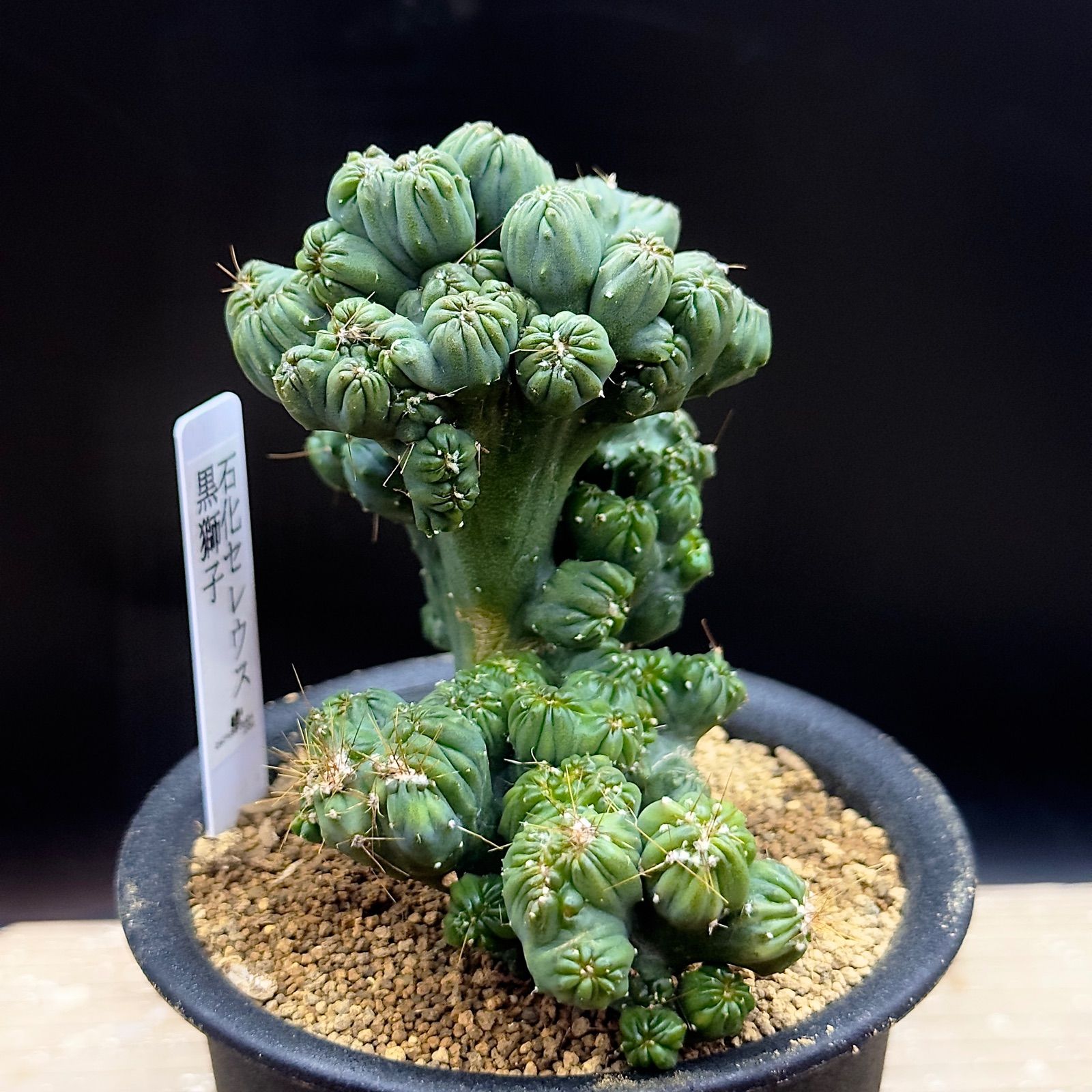 oreocereus celsianus 13苗　抜き苗 oreocereus celsianus 13苗 抜き苗