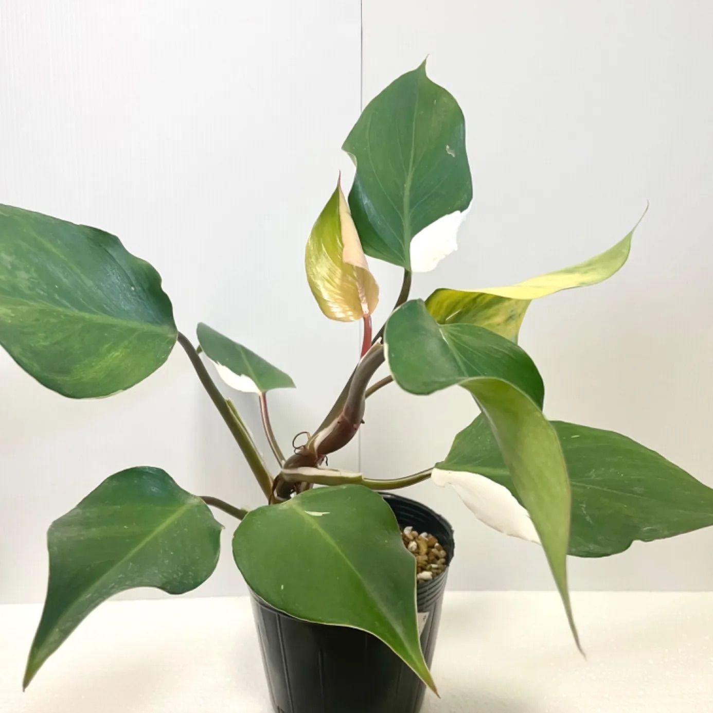 Philodendron 'white knight' フィロデンドロン•ホワイトナイト 【希少 