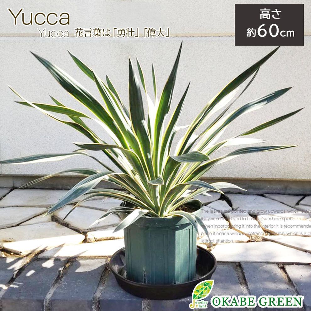 観葉植物 ユッカ グロリオサ バリエガータ 7号 プラスチック鉢