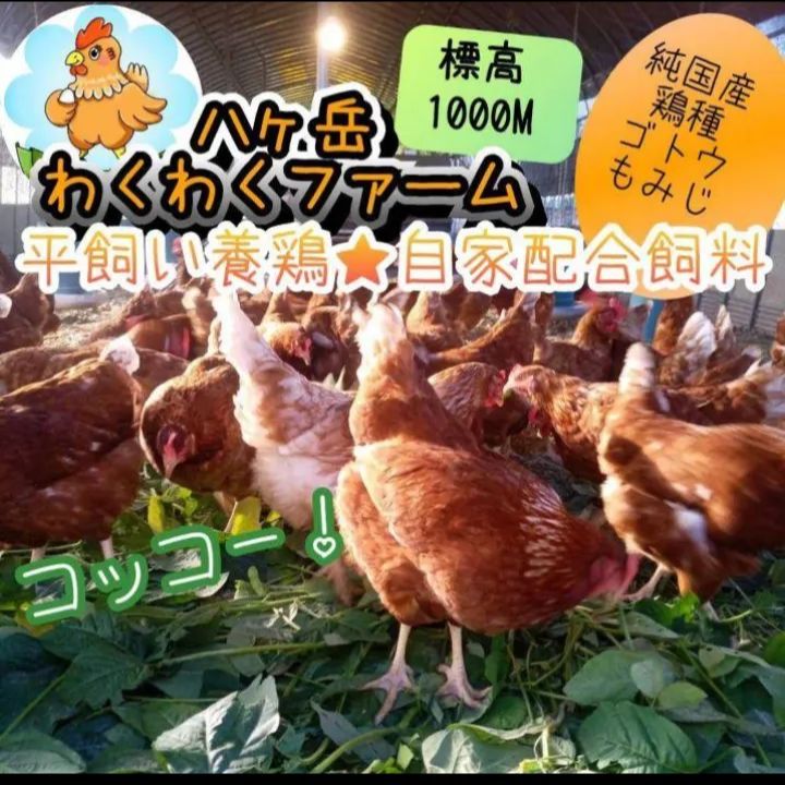 平飼い卵　10個入り8パック　国産もみじの卵　新鮮　産みたて 平飼い卵 10個入り8パック 国産もみじの卵 新鮮 産みたて クール