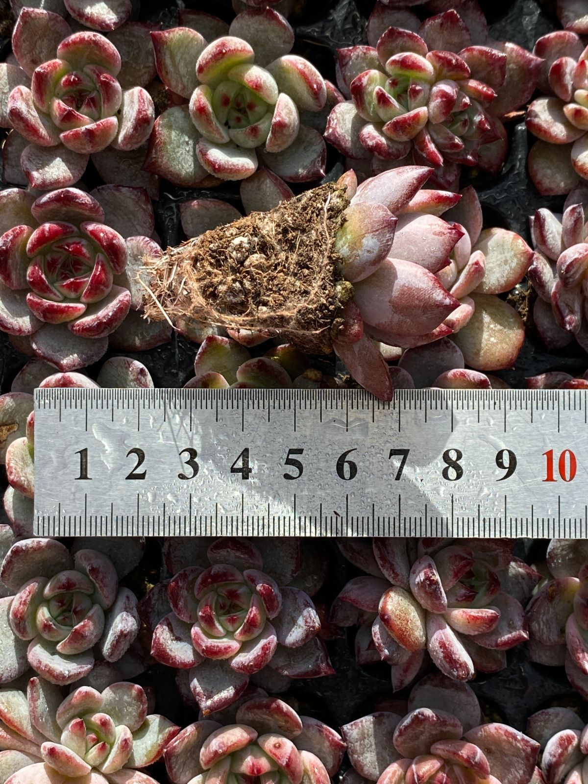 詰め合わせ エケベリア