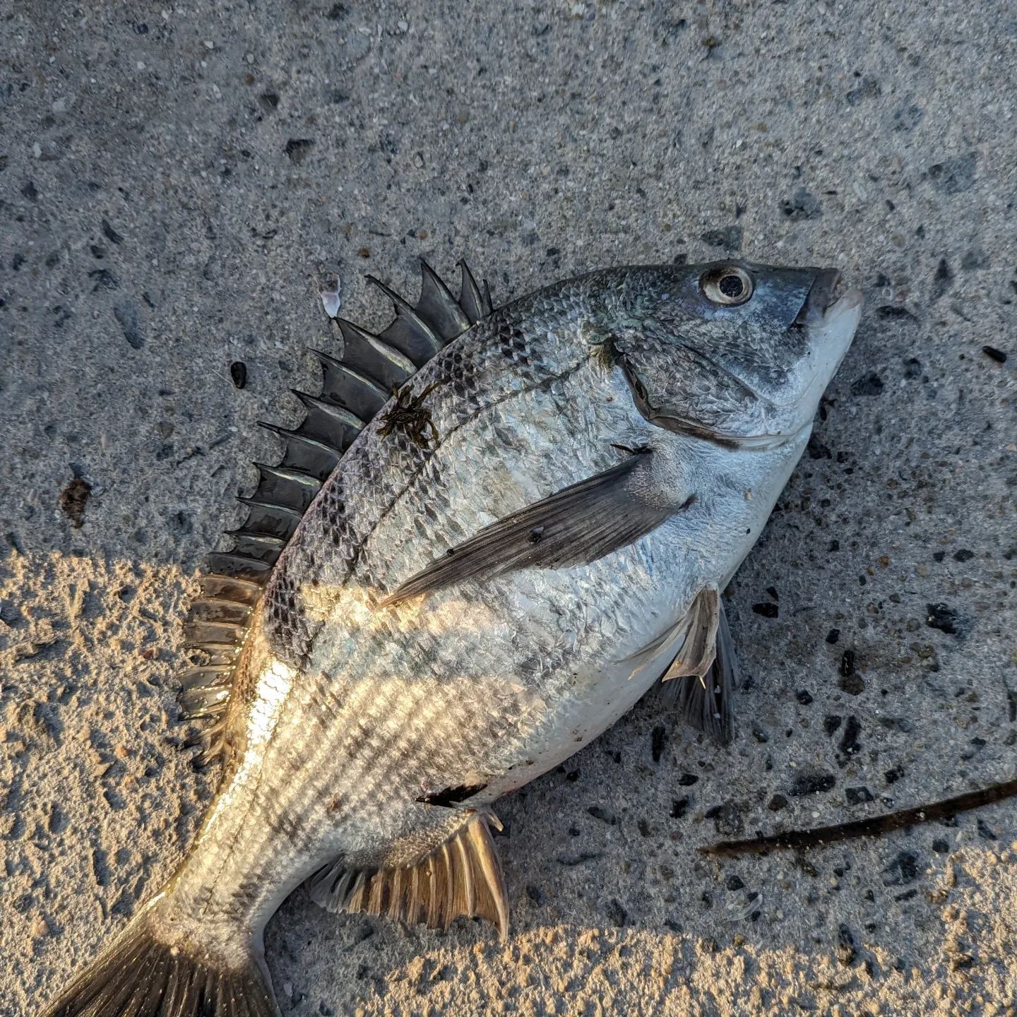 かきのむき身冷凍ブロック4個 釣り餌用かきのむき身 釣り餌 挿し餌 たべられません冷凍品 - メルカリ