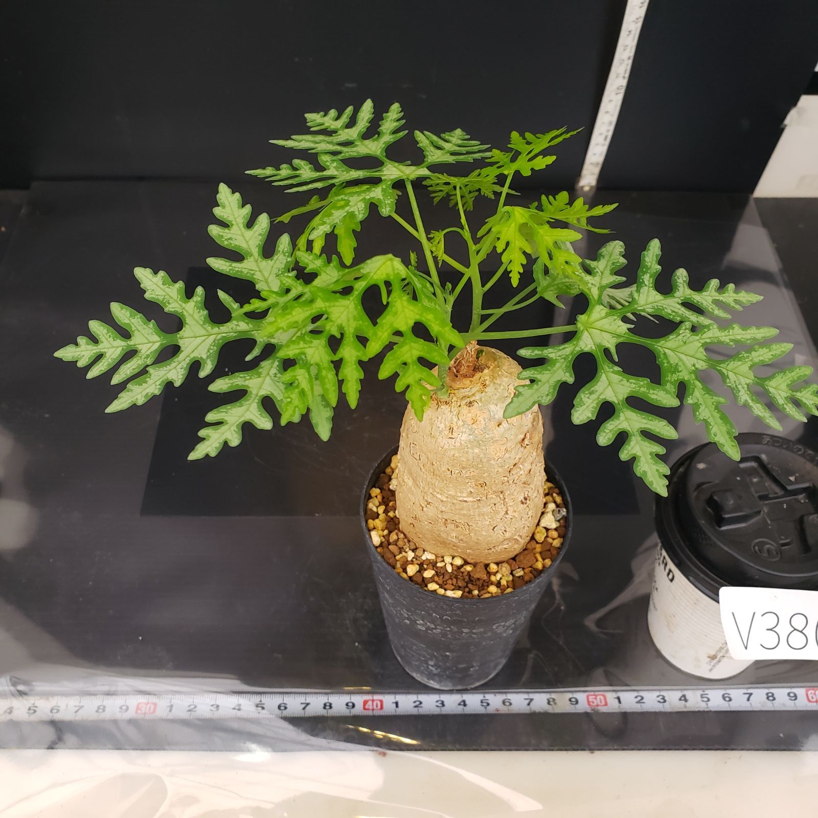 アデニア　ペリエリ アデニア ペリエリ | GREEN LUCK