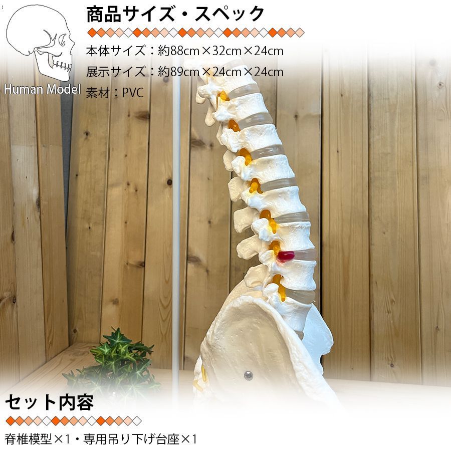 人体模型 骨 等身大 脊椎 模型 実物大 90センチ 脊髄骨盤模型 股関節 