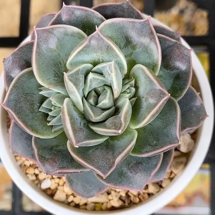 水玉 多肉植物 韓国苗 コブエケ ➁ - メルカリ