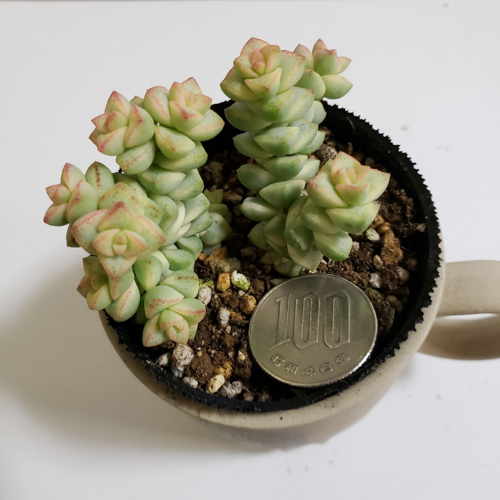 クラッスラ パステル 多肉植物 抜き苗 A - メルカリ