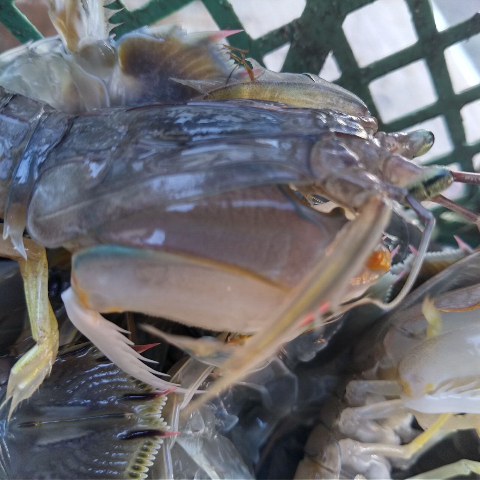 活梱包「水無 蝦蛄１ｋｇ」（20-32匹）シャコエビ シャコ しゃこえび　蝦蛄海老 シャコ刺身 蝦蛄刺身 刺し身 シャコの寿司に ボイルシャコに 漁師直送 活きて到着の可能性あり 活魚【80】