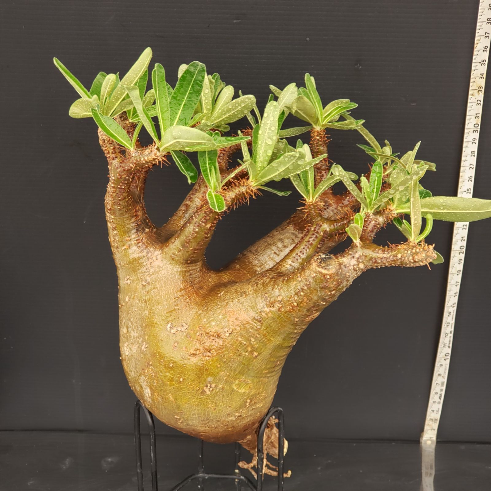 厳選株】パキポディウムグラキリス/現地球 塊根植物35 厳選株