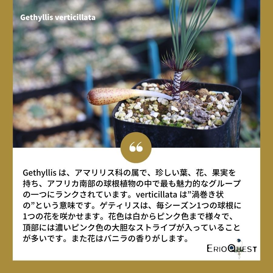 ゲチリス ベルティシラータ Gethyllis verticillata EQ554 通販 実生 2.5号 ケープバルブ 南ア 球根 エリオクエスト  - メルカリ