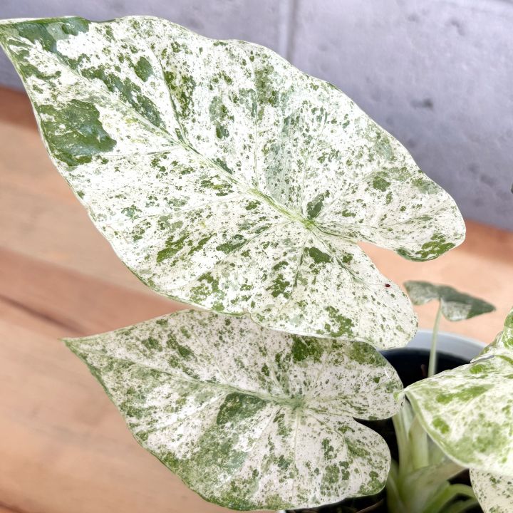 観葉植物】希少 斑入り アロカシア オドラ バリエガータ