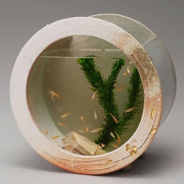 樹高3.5㎝極太 箱根サンショウバラ 薔薇 豆 ミニ 盆栽 真柏 黒松 樹高3.5㎝極太 箱根サンショウバラ 薔薇 豆 ミニ 盆栽 真柏 黒松