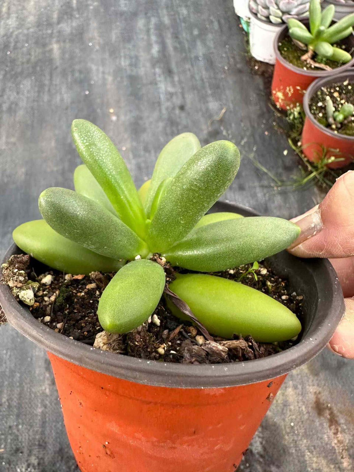 抜き苗 多肉植物