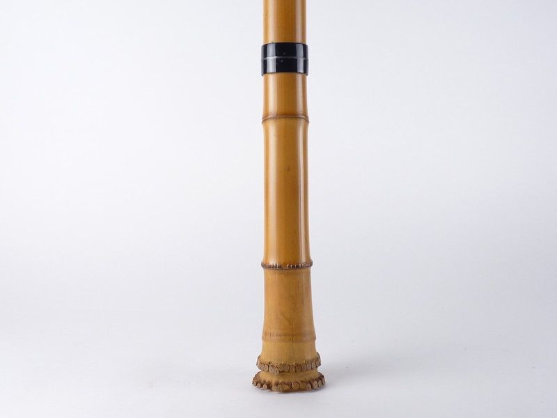 約54.5cm