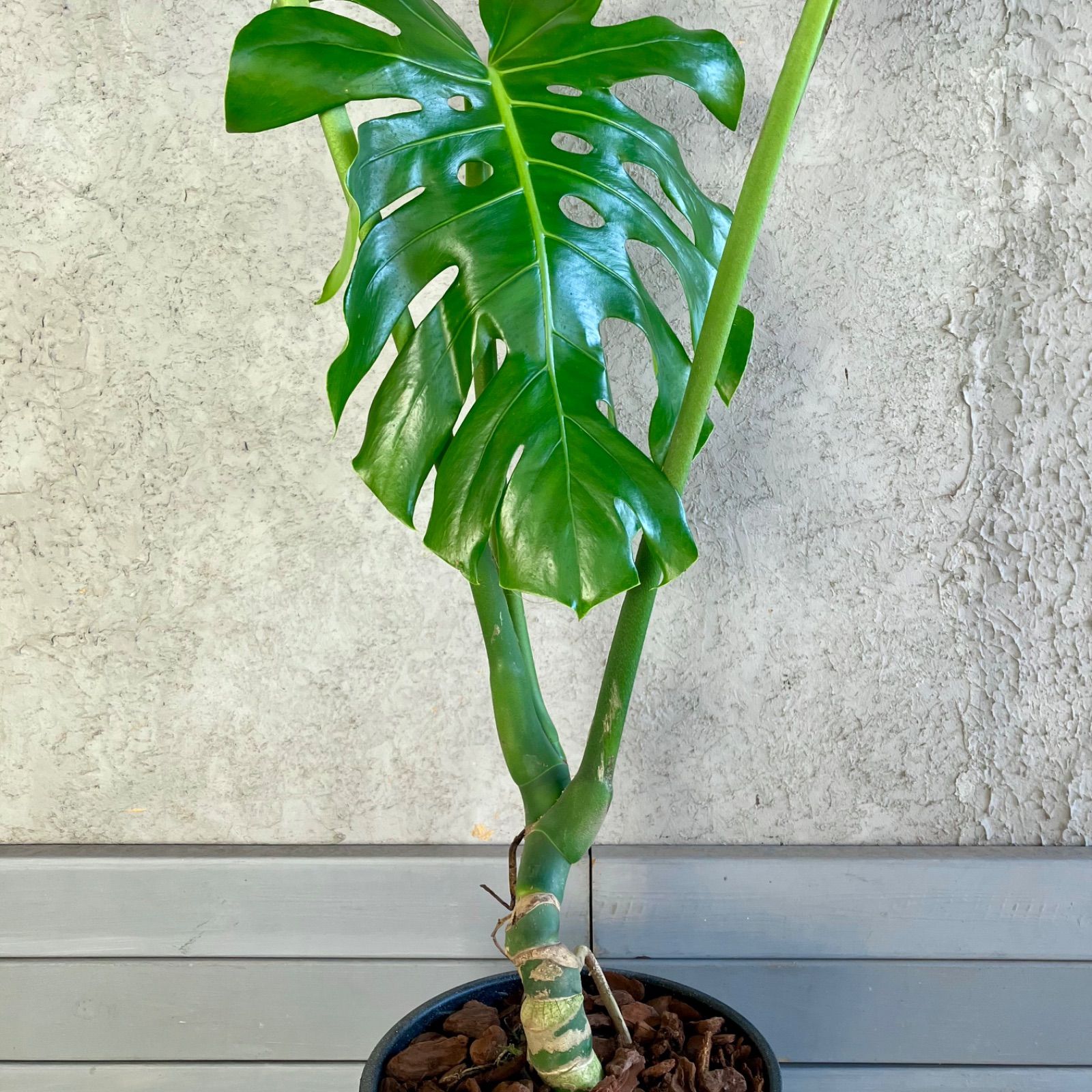 大型　美形　根上がり　モンステラ　デリシオーサ　テラコッタ鉢植え　受け皿付き 大型 美形 根上がり モンステラ デリシオーサ テラコッタ鉢植え 受け皿付き