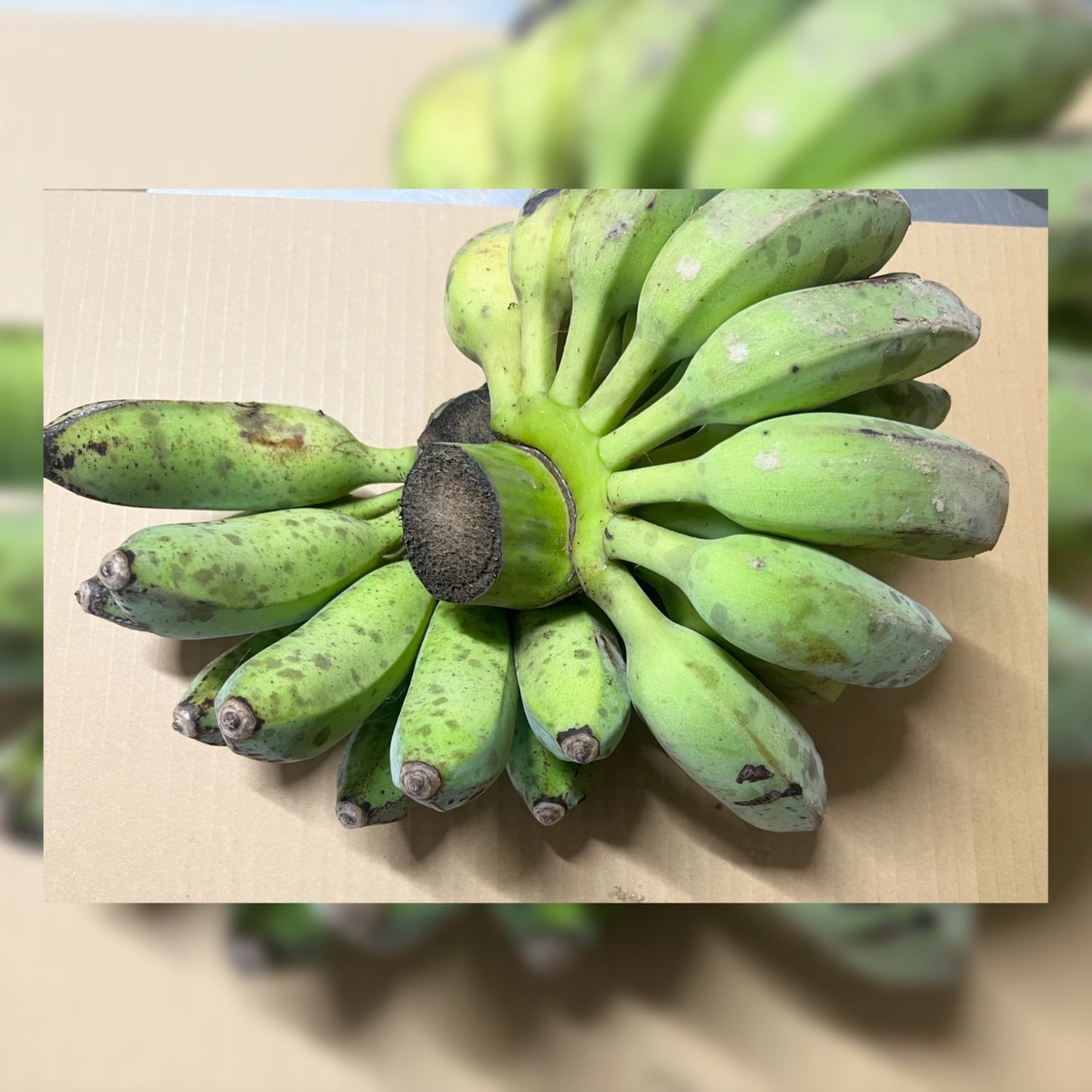 沖繩産アップルバナナ１０キロ 沖縄県産 アップルバナナ 10kg 【公式通販】