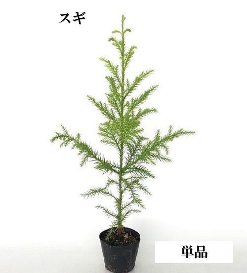 クスノキ 執念深く 樹高0.5m前後 10.5cmポット (10本セット クスノキ 執念深く 樹高0.5m前後 10.5cmポット (10本セット