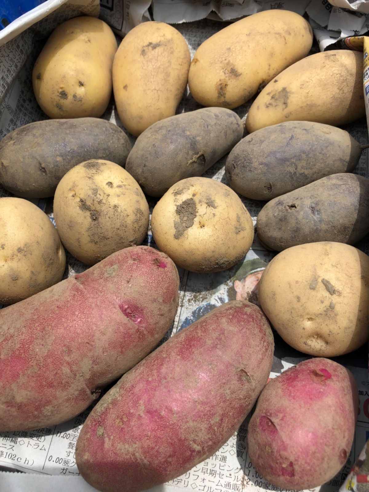 彩り野菜 じゃがいも ジャガイモ 4種4 訳あり Kqcaul8zr9 Godawaripowerispat Com