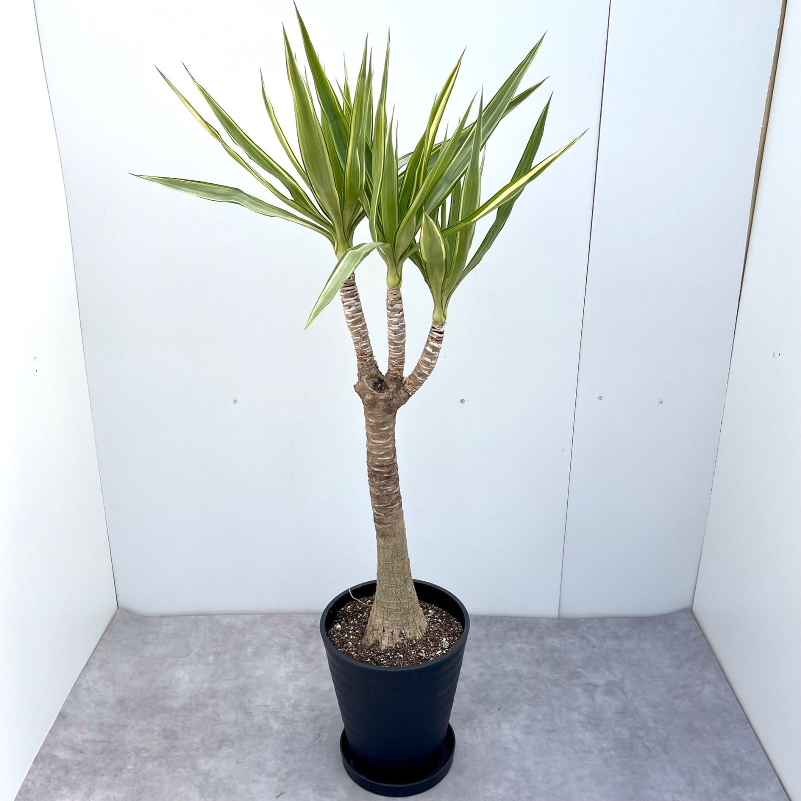 現品］【希少】ユッカエレファンティペス斑入り8号観葉植物大型室内