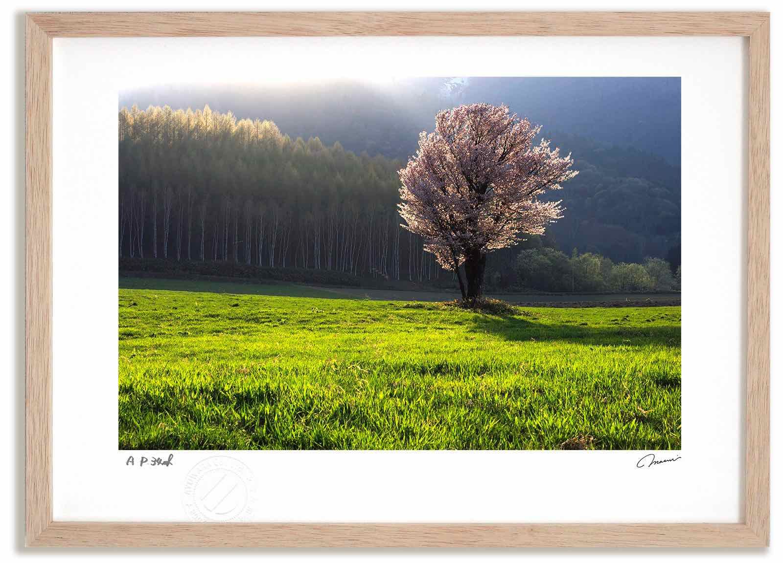 アートフォト 絵画 新緑と桜3 高橋真澄/インテリア 額入り 額装込 風景画 油絵 ポスター アート アートパネル リビング 玄関 プレゼント モダン アートフレーム 飾る Mサイズ おしゃれ 壁掛け