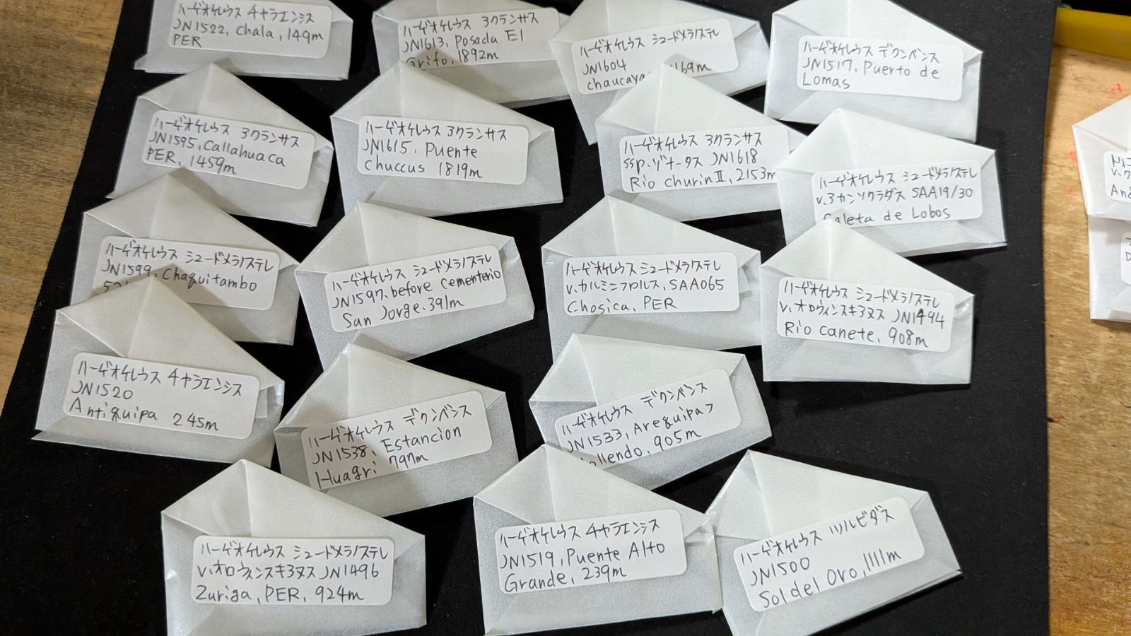 タニマニアさま サボテン種子セット WWW_GEBZETESISAT_COM_TR