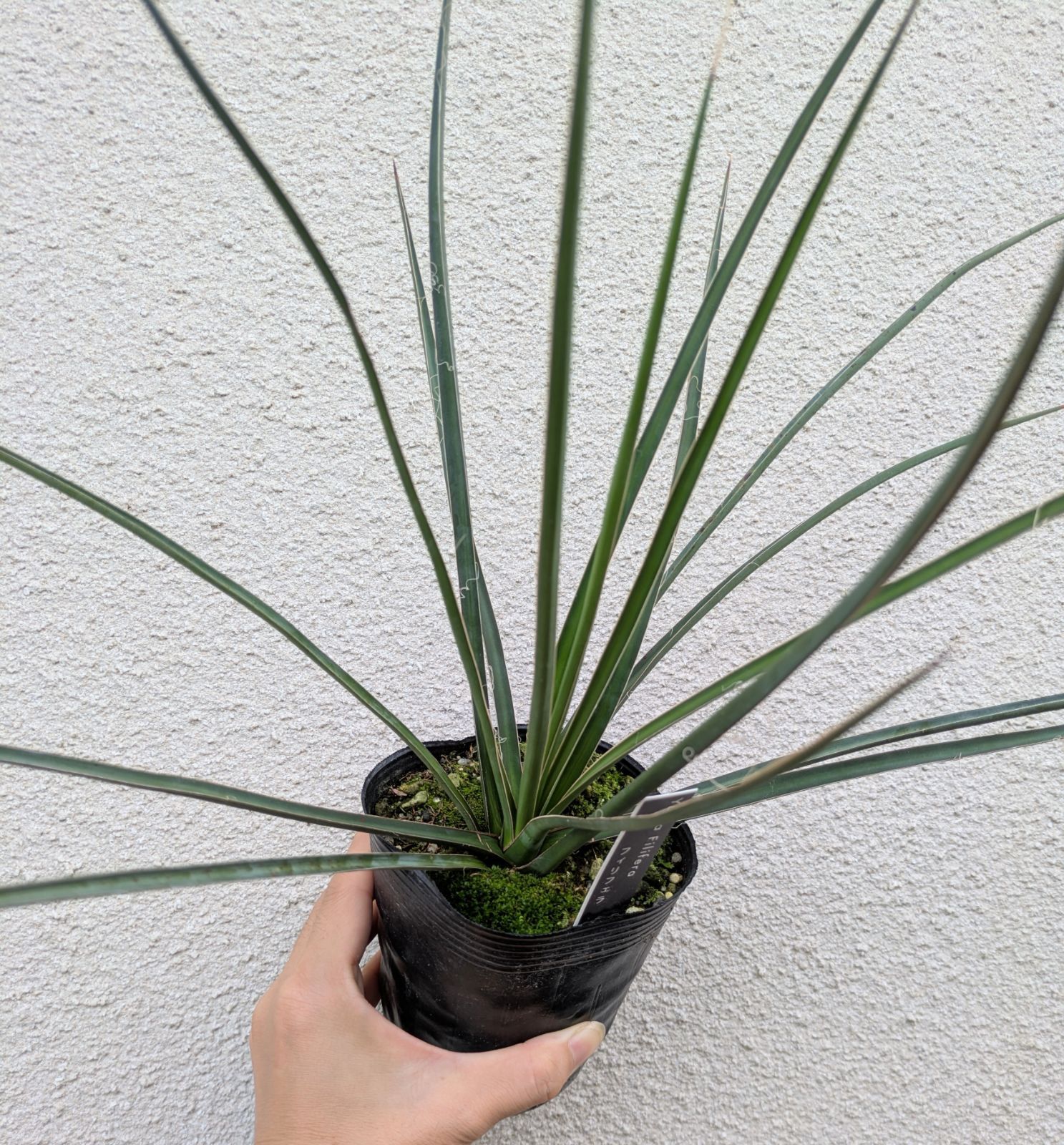 お買得】ユッカ フィリフェラ ヒゲ 3.5号 ロックガーデン ドライ