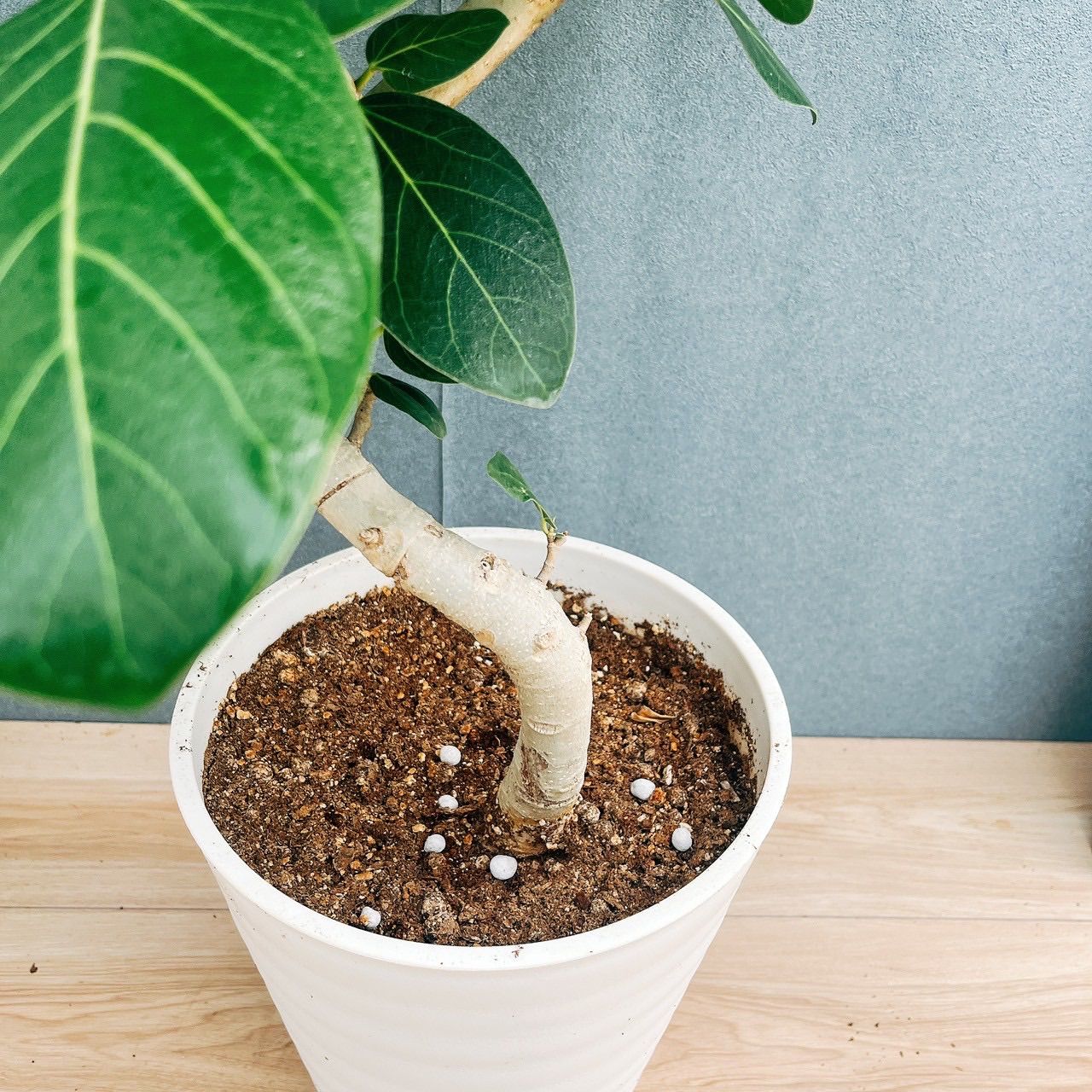 楽天市場】ベンガレンシス 曲がり 8号 観葉植物 ベンガル フィカス 大