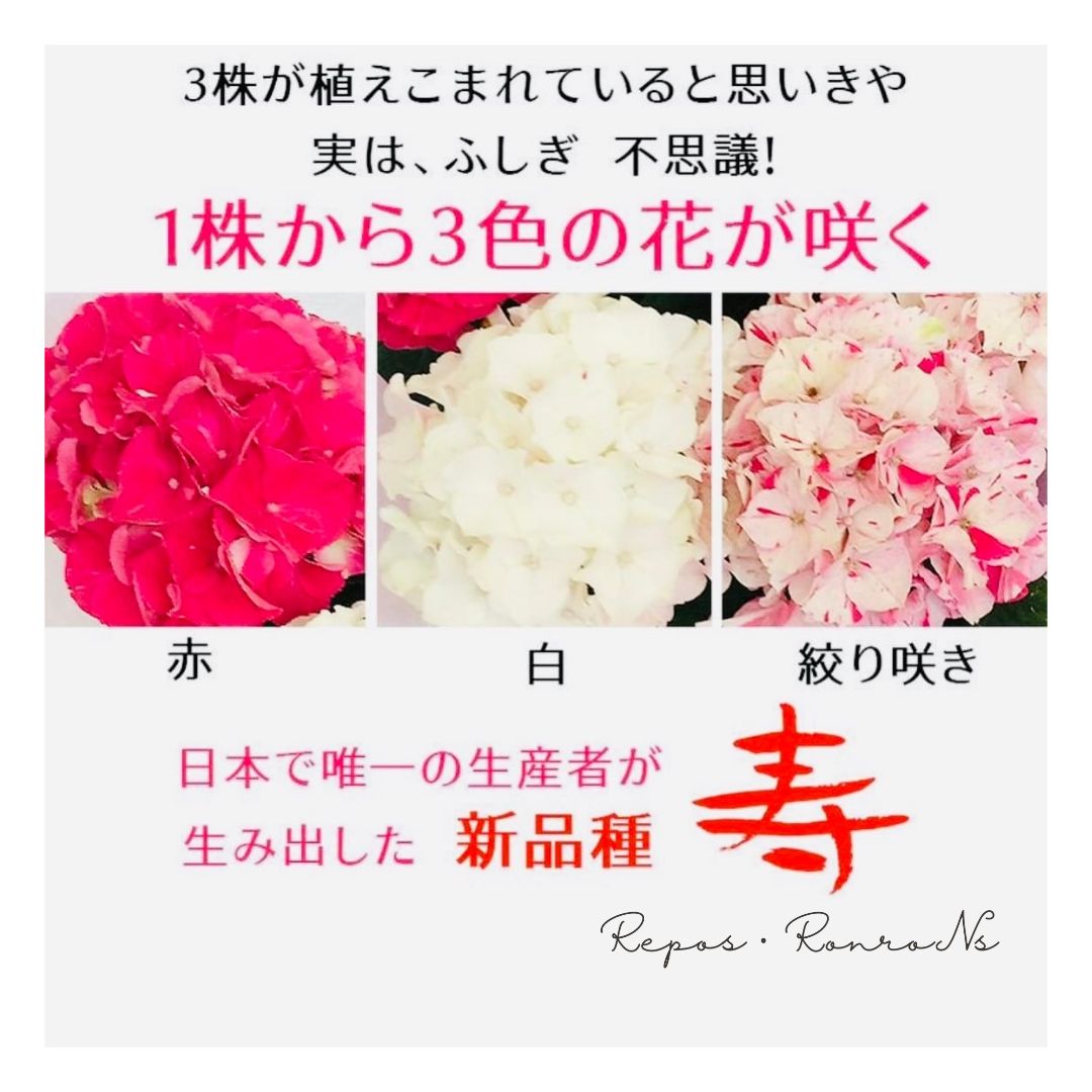 ラッピング有り】アジサイ：寿（パープル）（4号鉢）新品種 3色咲き