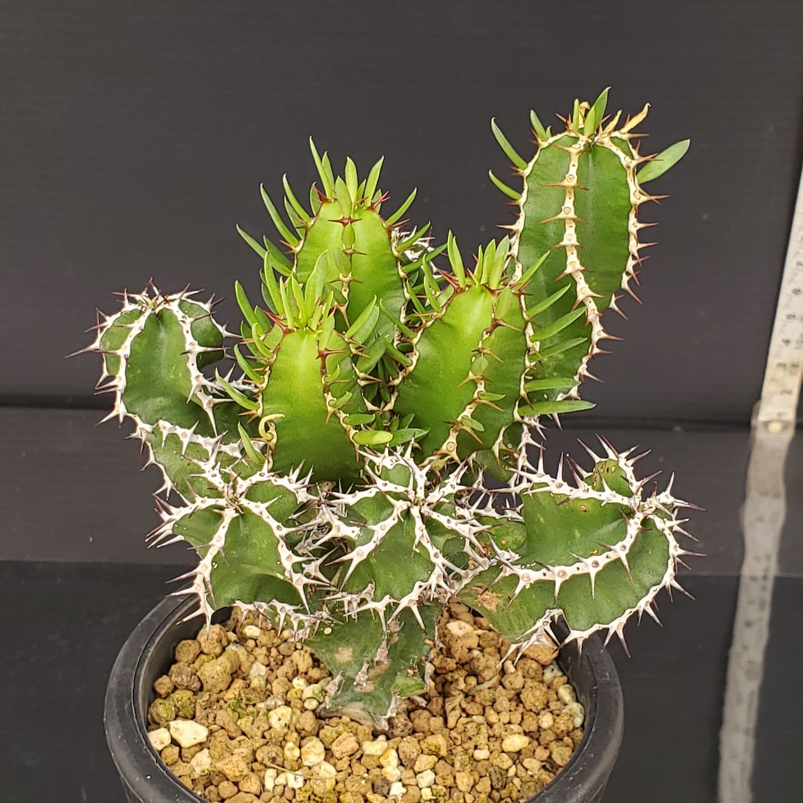 Euphorbia mlanjeana【ユーフォルビア ムランジーナ】