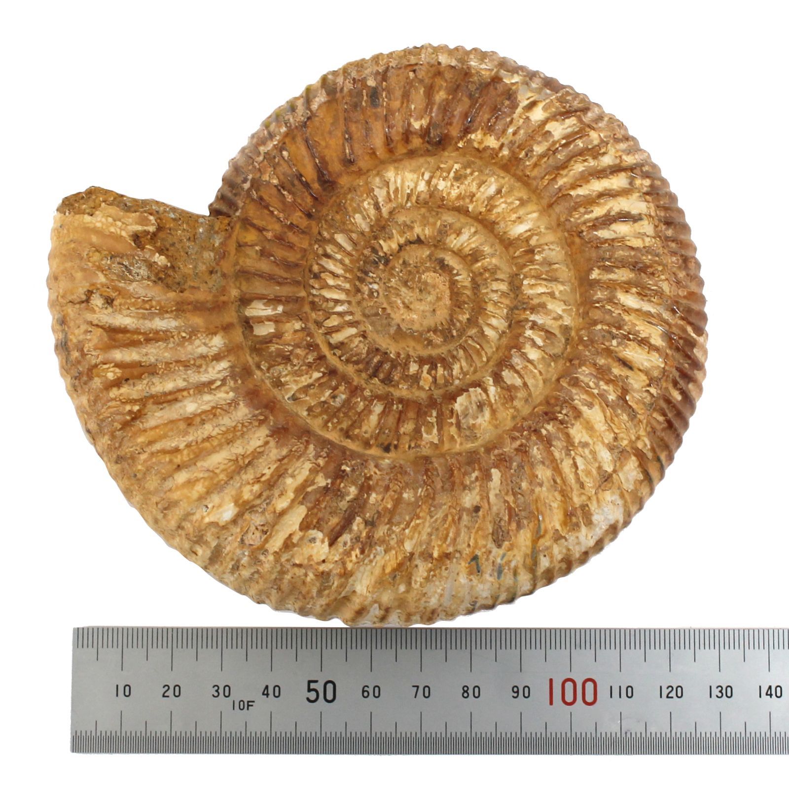 アンモナイト化石 大型標本⭐︎着払 アンモナイト化石標本【天然石】2つセット | setos-stone