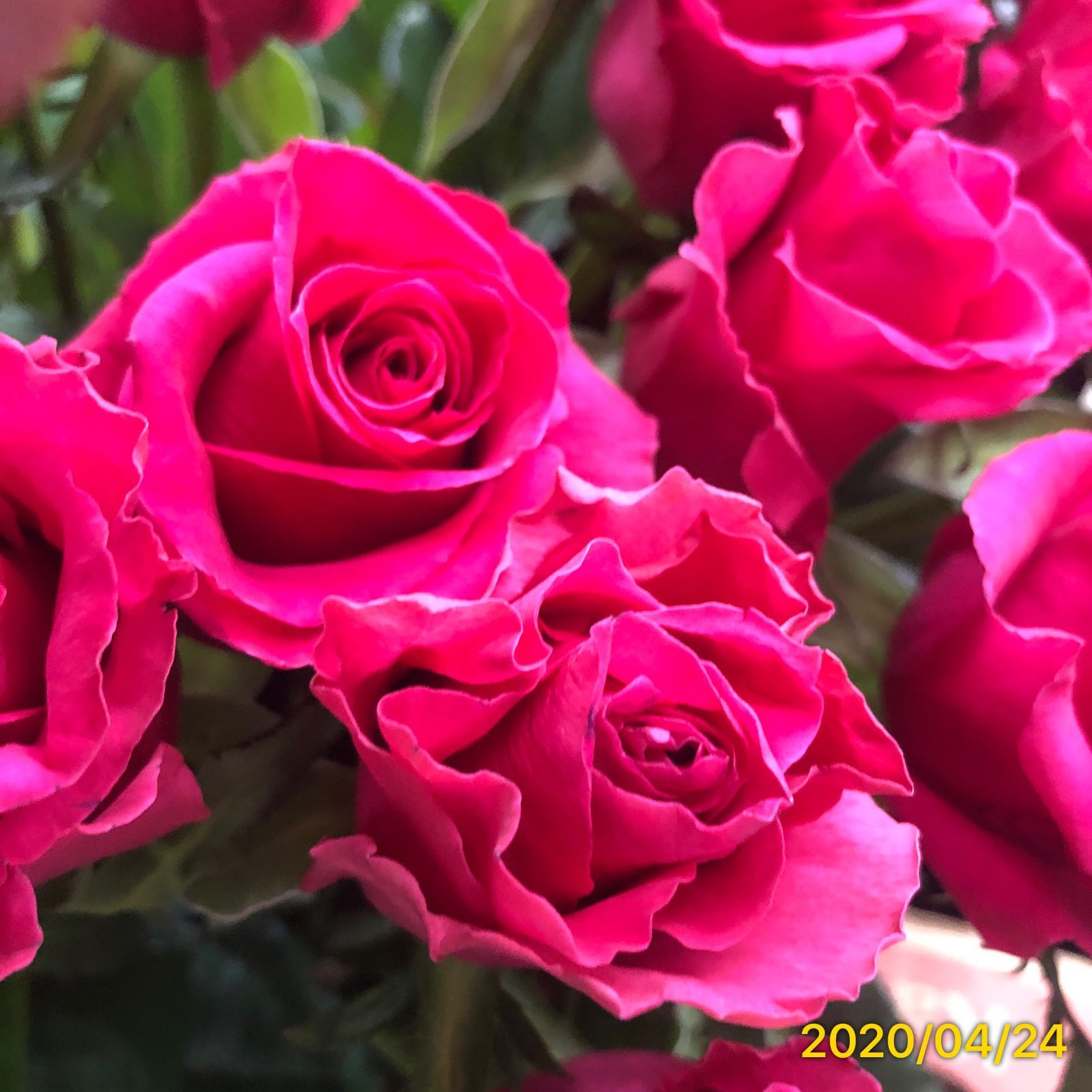 切り花品種 インスピレーション☆鮮明で深いピンクでボリュームのある花☆挿し木苗 - メルカリ