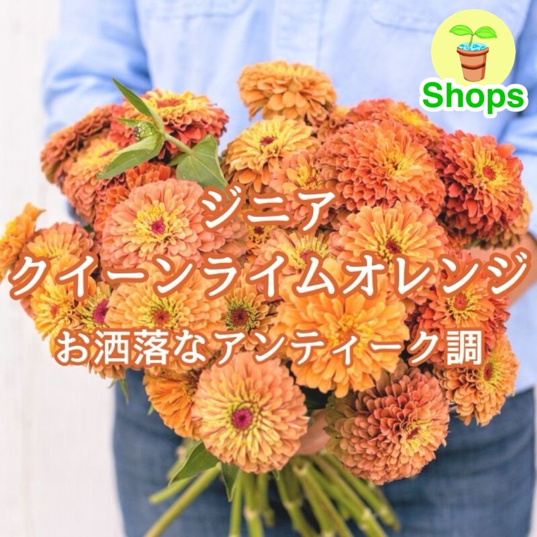お花の種】ジニア☆クイーンライムオレンジ 種子 約10粒！ - メルカリ