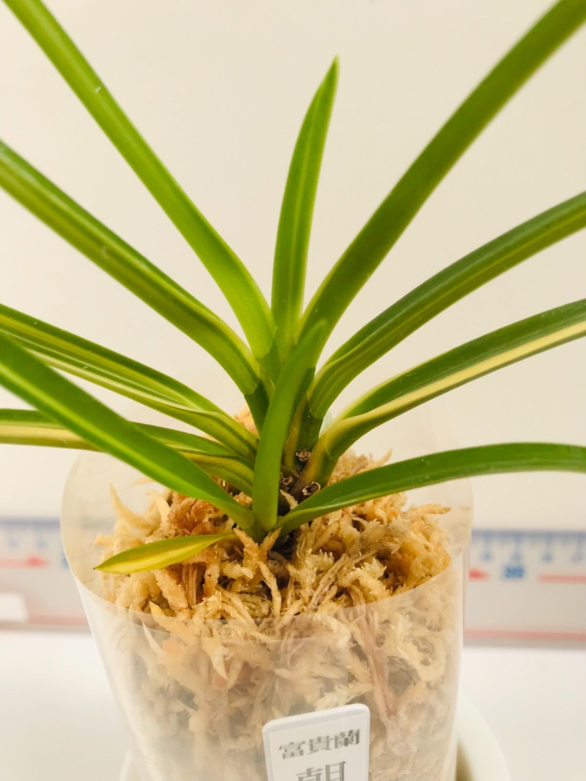 富貴蘭　二十四の瞳 宝石のような観葉植物のお店 【Jewelry Plant】 富貴蘭 風蘭 蘭