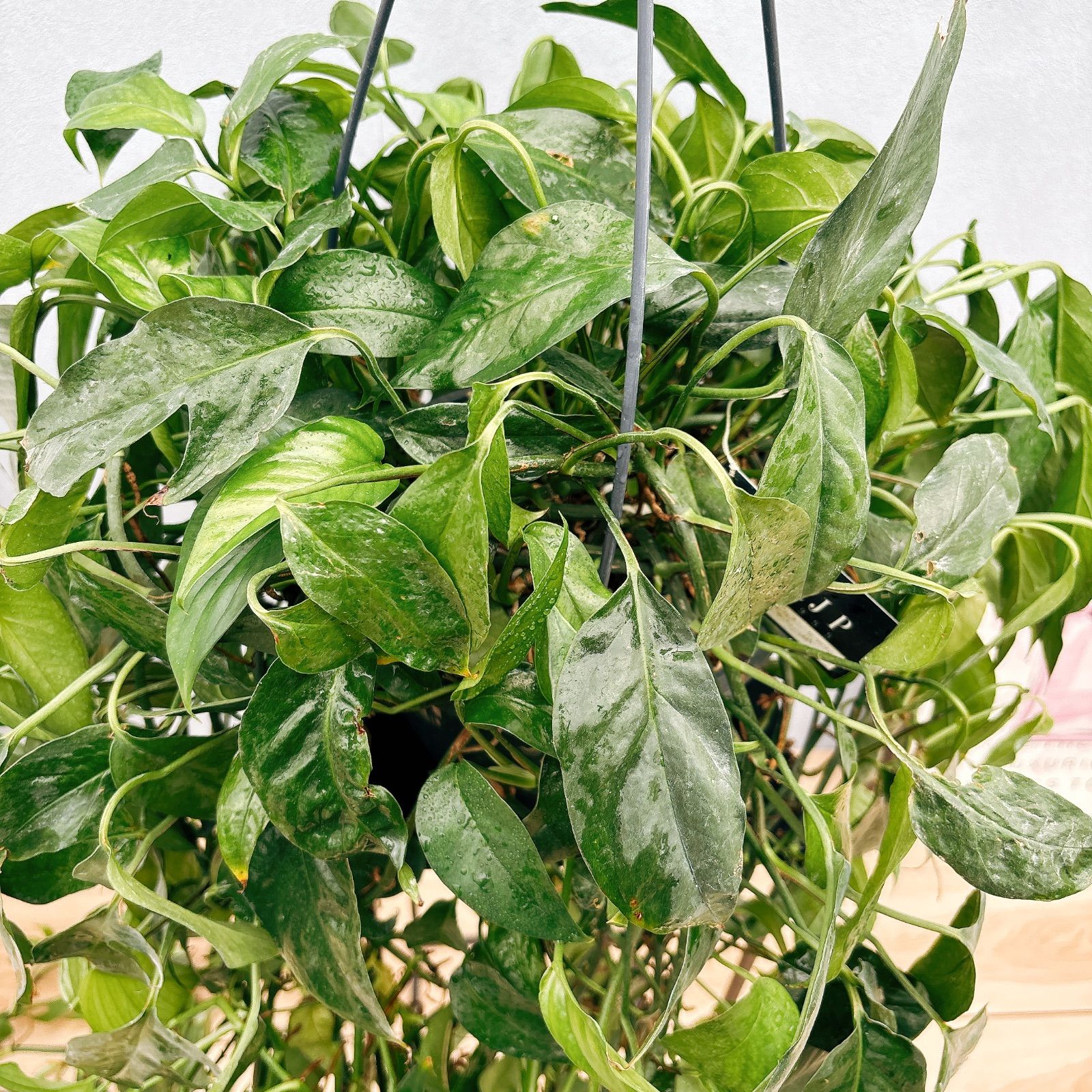 観葉植物
