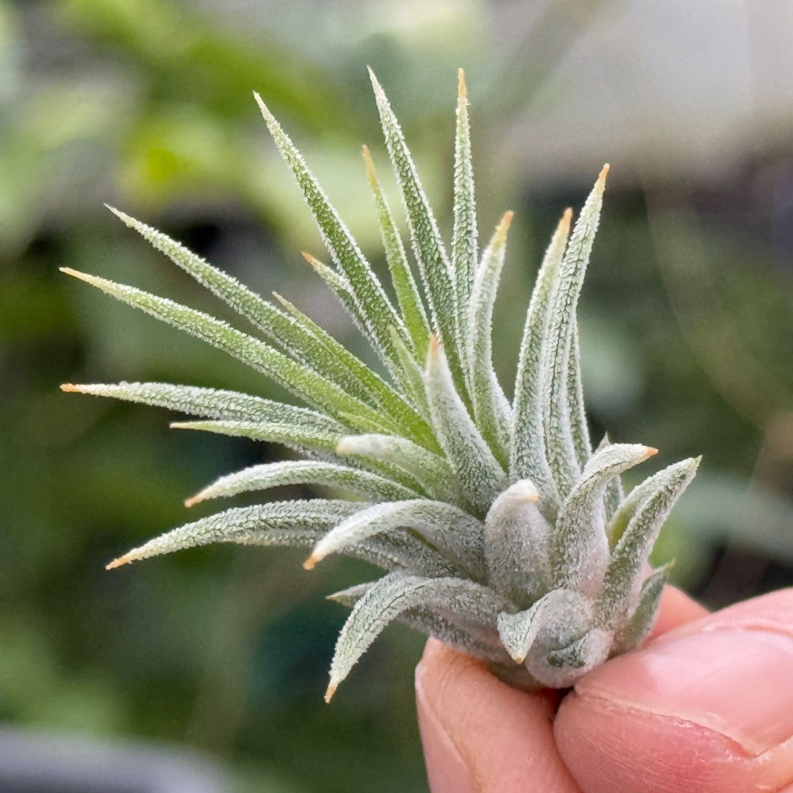 チランジア・イオナンタ・プレデター T. ionantha Predator ブロメリア
