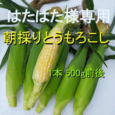 はたはた様専用画面です とうもろこし(ドルチェドリーム) クール便