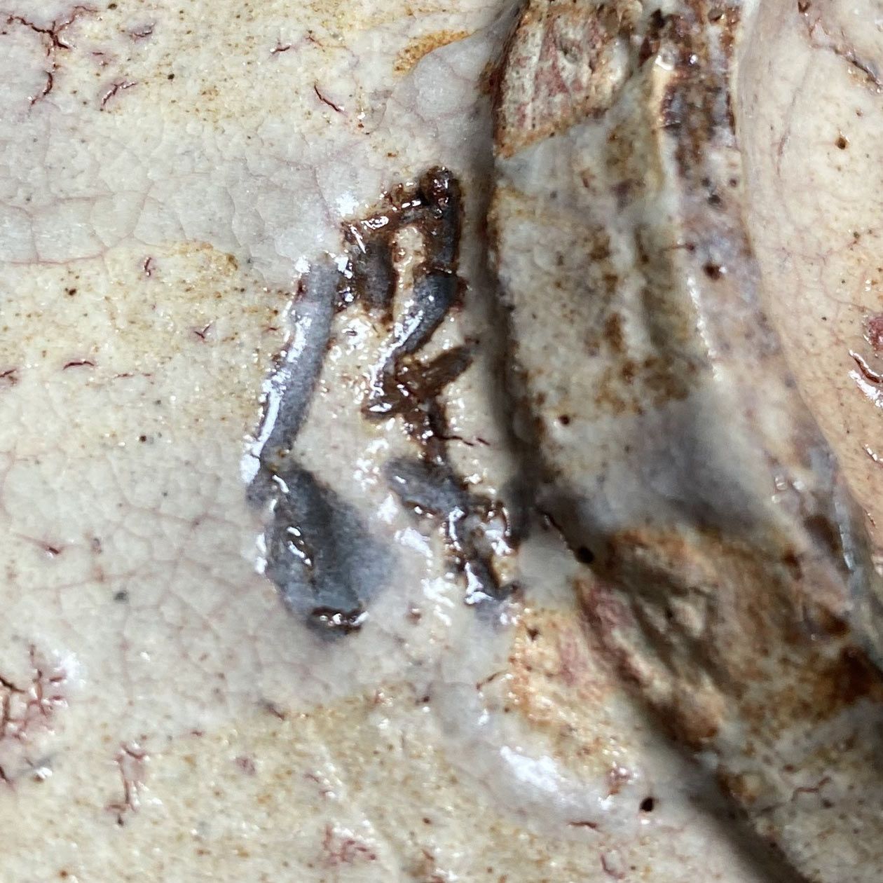 萩焼茶碗大和保男山口県指定無形文化財