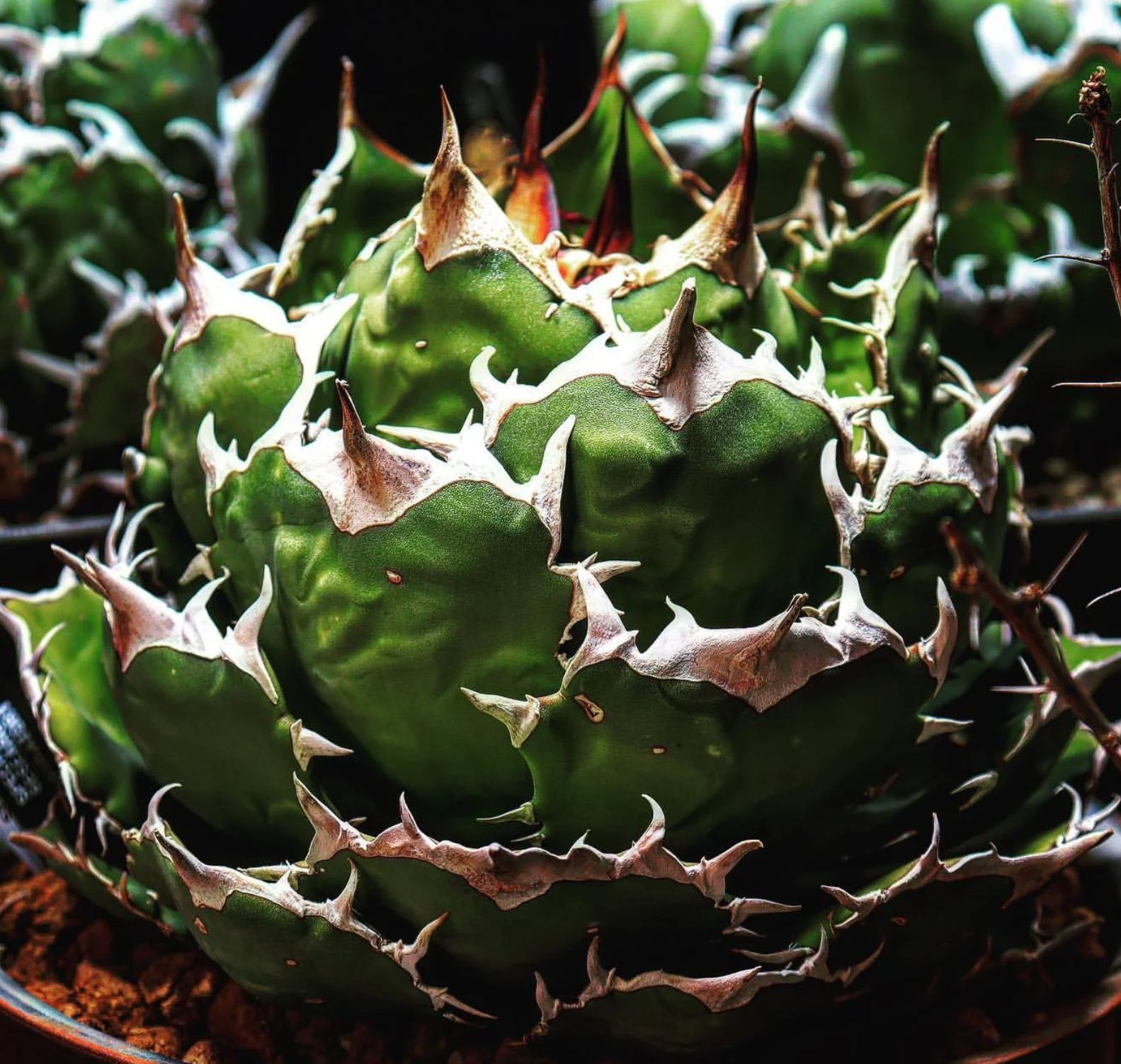 特選】アガベ チタノタ白鯨 子株 - 植物/観葉植物