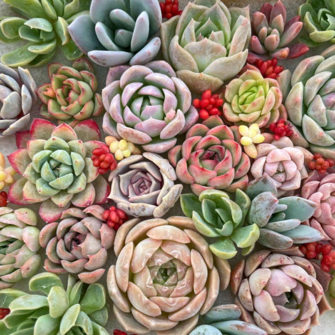 D セル苗105個セット✨多肉植物　エケベリア　詰め合わせ　寄せ植えに!! ⑬セル苗105個セット✨多肉植物 エケベリア 詰め合わせ 寄せ植え