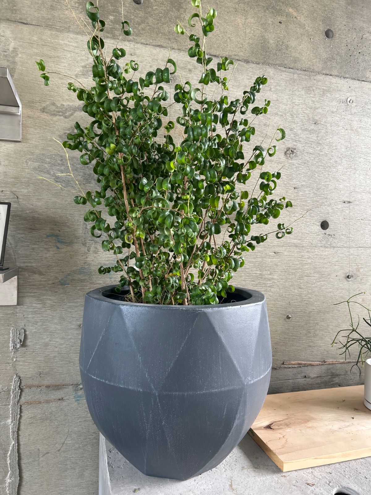 ポリゴナルラウンド