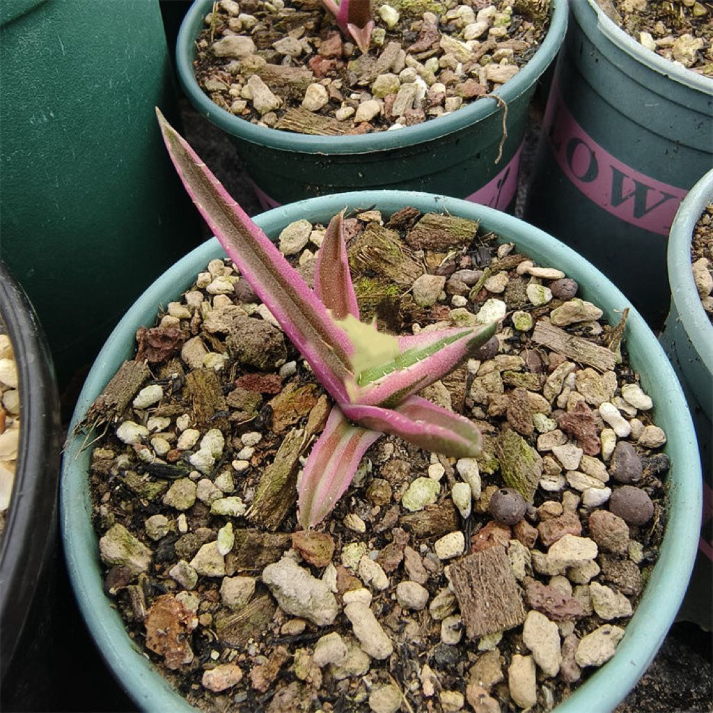 多肉植物 アガベ チタノタ スナグルトゥース カット苗 - メルカリ