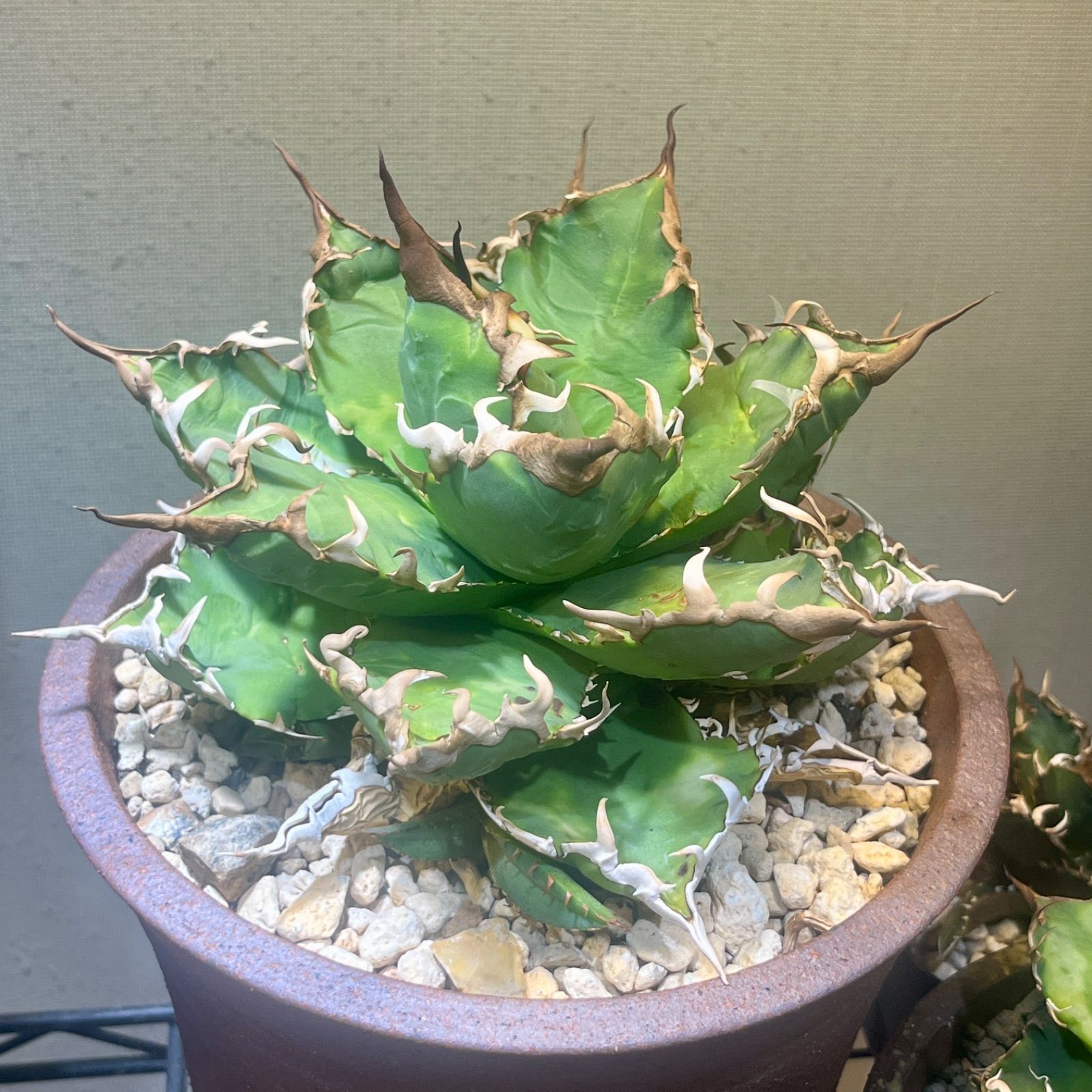 01_アガベ オテロイ実生 子株 【公式通販】