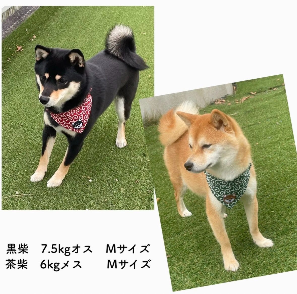 S 黒柴 【唐草模様 スカーフ シュシュ ボディ 】犬 首輪 唐草