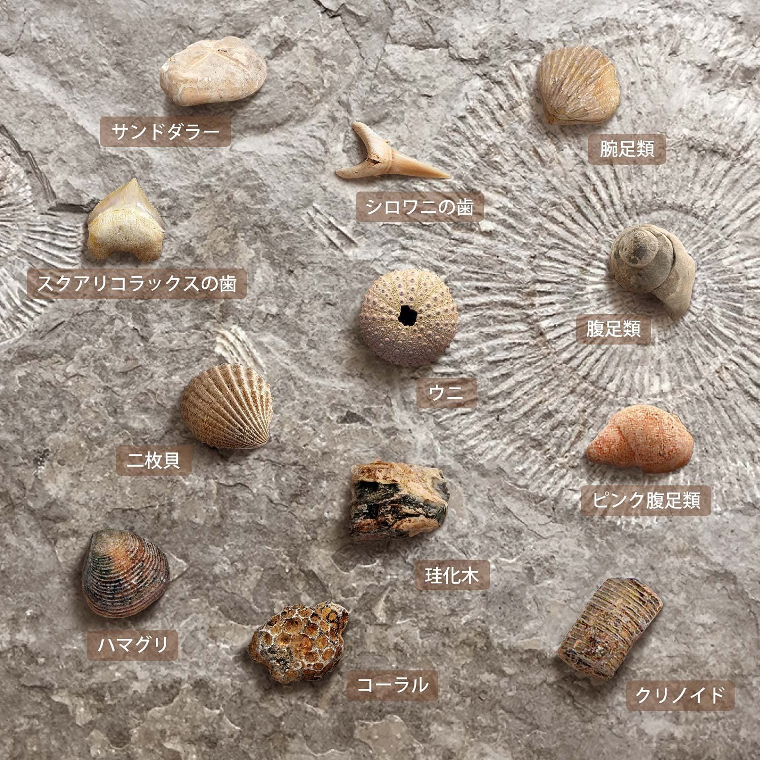 貝の化石6個サメの歯の化石1個まとめ売り 貝の