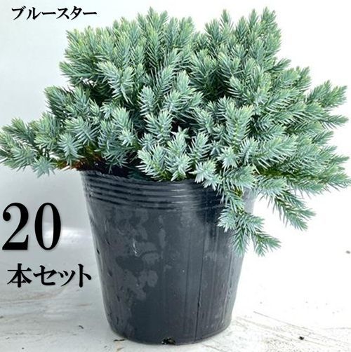 20本セット ブルースター葉張り20cm前後15cmポット
