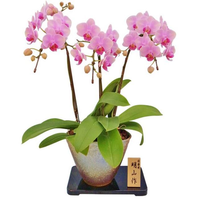 鉢花 蘭