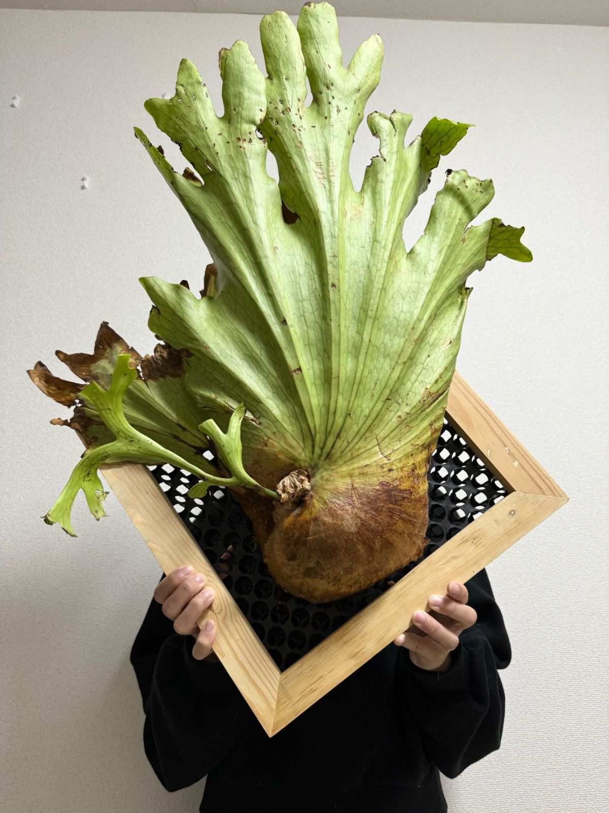 P.coronarium @bikamori.com コロナリウム