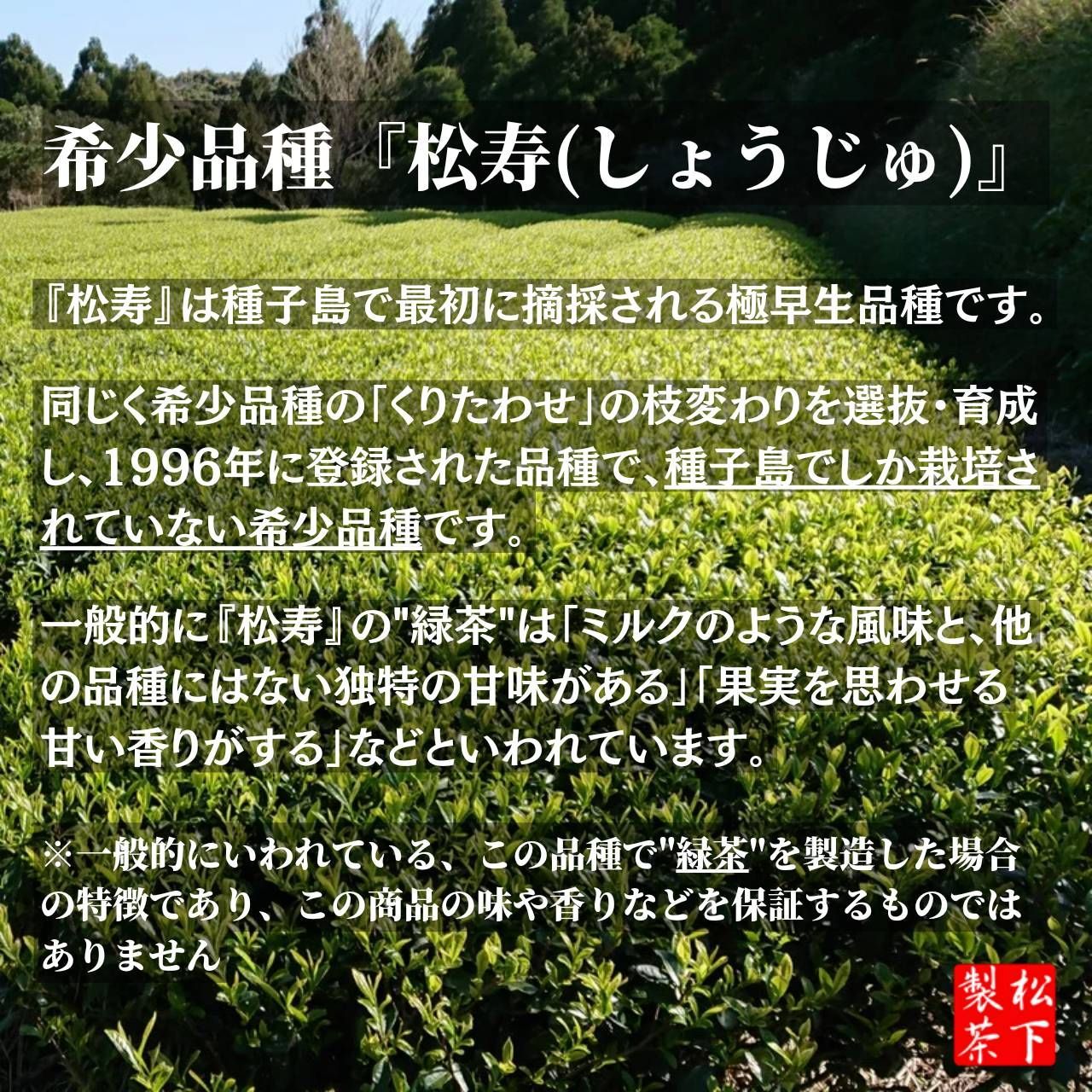 【2022年産/希少品種】種子島の有機緑茶『松寿』 茶葉(リーフ) 100g-3